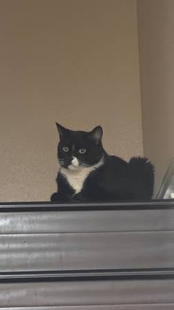 Rehoming Tuxedo Cat549806602276065281