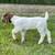 Boer Bucklings 6 thumbnail