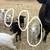 Sheep 1 thumbnail