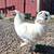Handsome Roosters 3 thumbnail