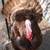 Heritage Turkey Poults 16 thumbnail