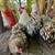Chicks Available different breeds 9 thumbnail