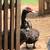 Chickens,TURKEYS,pigeons,Guineas and more 15 thumbnail