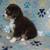 Mini Aussies 2 thumbnail
