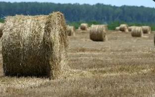 HAY FOR SALE 1