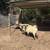 Black face sheep 2 thumbnail