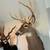 Texas Hill Country Whitetail Deer Shoulder Mount Taxidermy 1 thumbnail