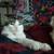 Lost Grey and White Tabby 2 thumbnail
