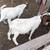 Boer cross goats 3 thumbnail