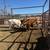 Cows for sale 6 thumbnail