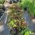 Plant Sale!! 13 thumbnail