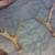 antlers moose 2 thumbnail