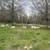 10 Dorper, Katahdin - Ewes 3 thumbnail