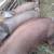 Duroc Pigs for Sale 5 thumbnail