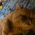 LOST FLAT FACED ORANGE CAT 2 thumbnail