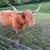 Highland cows 1 thumbnail