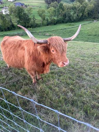 Highland cows 1