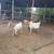 GOATS 2 thumbnail