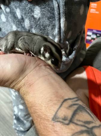 Sugar glider pair63864565704065122