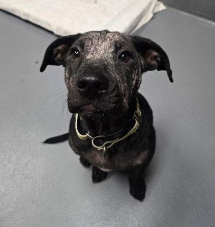 Found Female Dog - A61770408 1