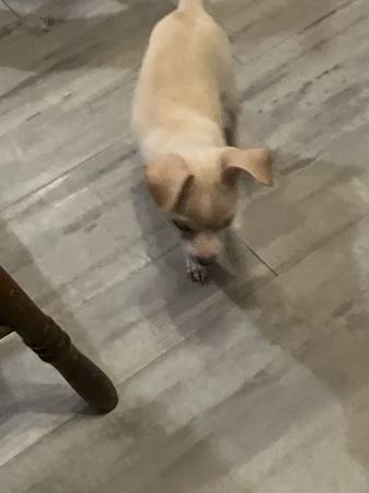 Chihuahua 1