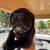 Cane corso 3 thumbnail
