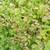Raspberry plants 2 thumbnail