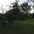 5 Oak Trees 10'-ish 4 thumbnail