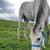 Horse 2 thumbnail