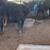 Beef heifers 3 thumbnail