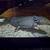 20 gallon tank filter and light 3 thumbnail