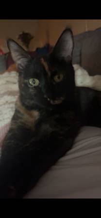 Tortie rehoming (Minneapolis)63414697652099121