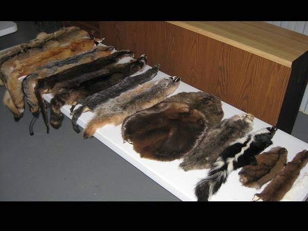 Minnesota Trap Brand Professionally Tanned Furs for Class Display 1