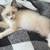 Kittens 6 weeks old 3 thumbnail