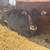 Solid Black Mini Zebu Calf 3 thumbnail