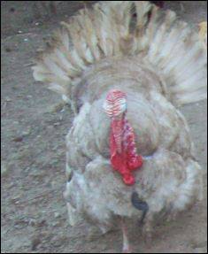tom turkey 1