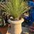 Yard Art -  fossils, petrified wood, saguaro cactus skeleton, ironwood 9 thumbnail