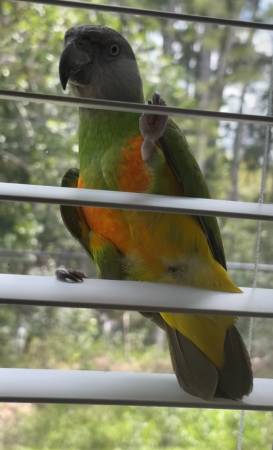 Senegal Parrot Rehoming (Montgomery)64032192669954120