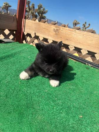 Pomsky (North Hills)