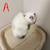Ragdoll Kittens 🎀😻😺 3 thumbnail