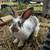 Rabbit- bunny 2 thumbnail