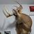 5 WHITETAIL DEER SHOULDER MOUNTS 1 thumbnail