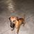 Puppy Male Rhodesian Ridgeback 2 thumbnail