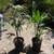 Peach Creek King Palms ///// ARCHONTOPHOENIX tuckeri 5 thumbnail