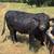 Registered Black Beefmaster Bull 3 thumbnail