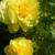 BARTZELLA INTERSECTIONAL PEONY - DEER RESISTANT 2 thumbnail