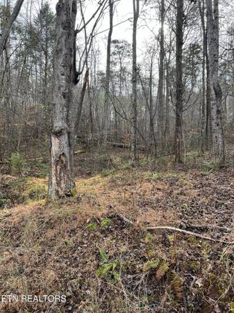 $495,000 58 ACRES- NO RESTRICTIONS (Madisonville)63815667970817123