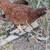 5 chicken flock 10 thumbnail