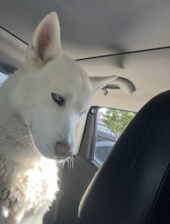 Husky (Winnetka)63870037291777120