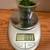 Java Moss Aquarium Plant 1 OZ 5 thumbnail